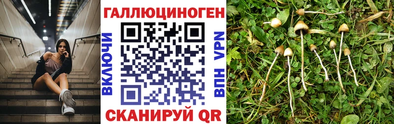 Галлюциногенные грибы Psilocybe Белокуриха